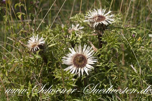 Silberdistel (Carlina acaulis) – Wahrzeichen der Schwäbischen Alb